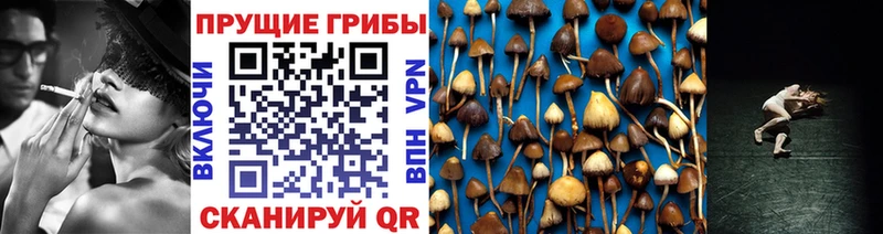 hydra ТОР  продажа наркотиков  Россошь  Галлюциногенные грибы MAGIC MUSHROOMS 